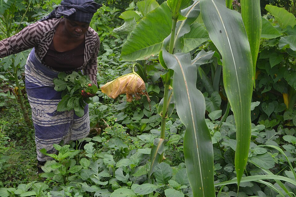 Women farmer harvesting vegetables.jpg