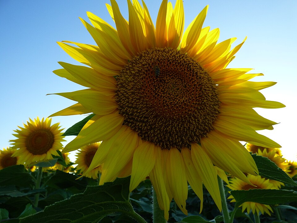 Sunflower Sunshine (28814870764).jpg