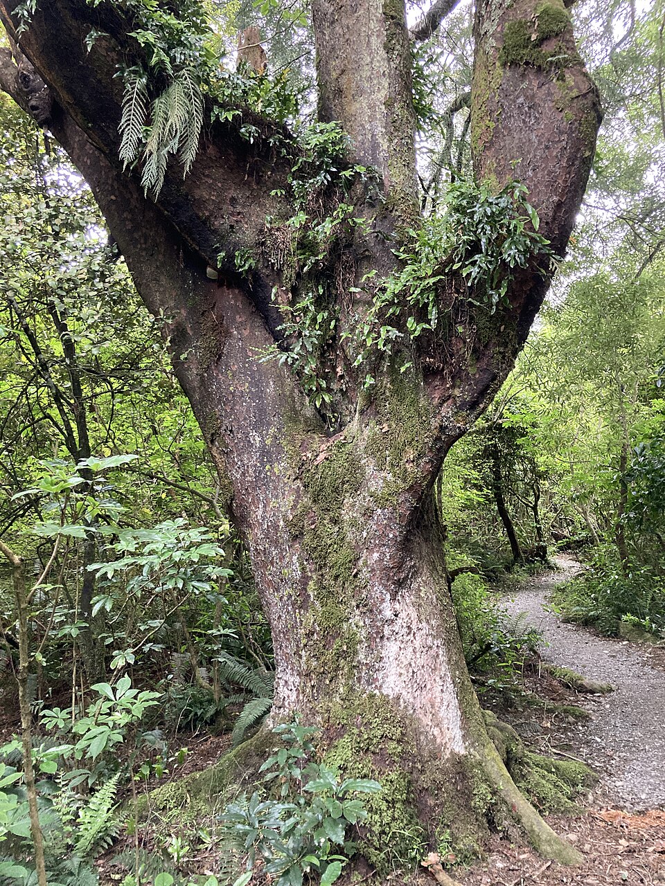 Dennistoun Bush Walk MRD 03.jpg