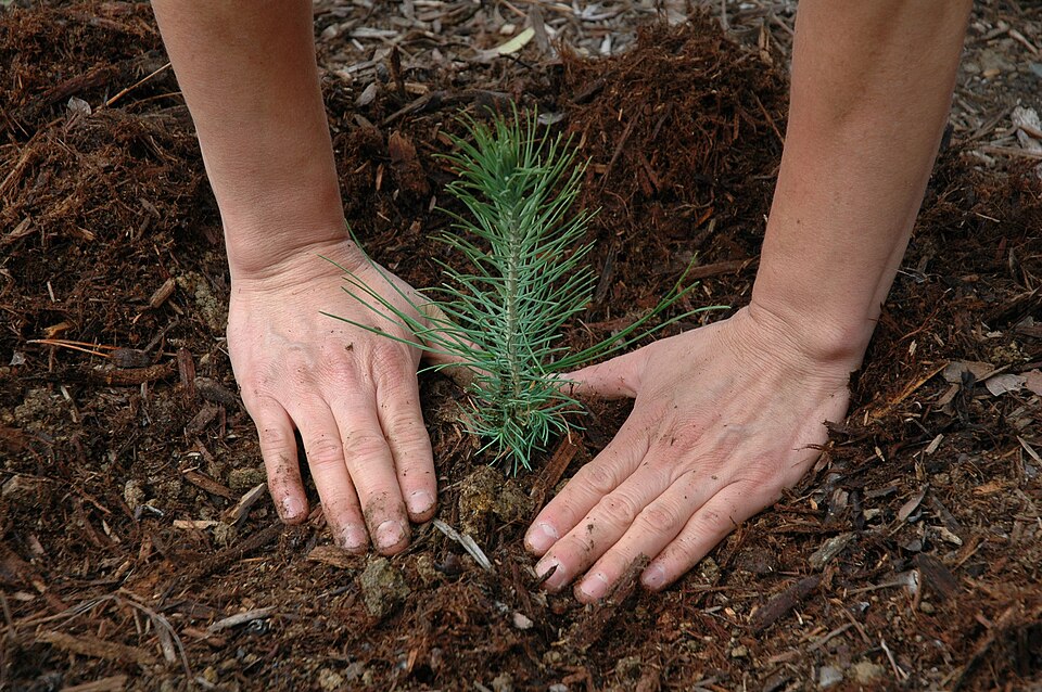 Seedling planting.jpg